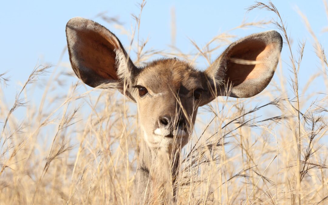 Tier mit sehr grossen Ohren, als Symbol für Gehörtraining.